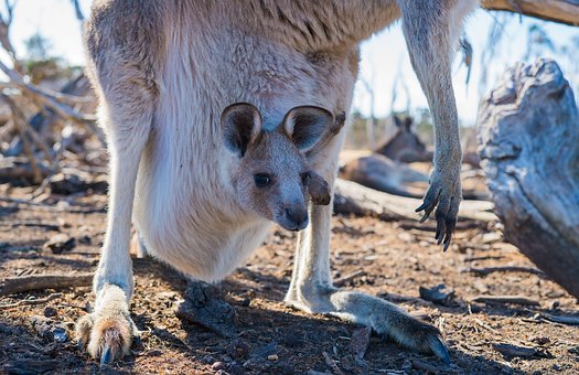 Voyage en Australie : les destinations pour les amateurs d’écotourisme