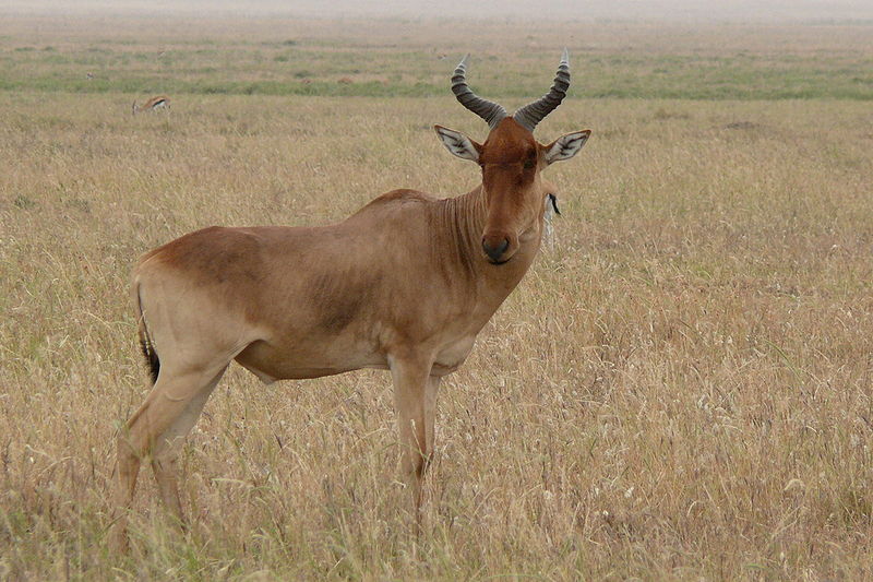 Écotourisme en Éthiopie: la découverte des mammifères endémiques du pays