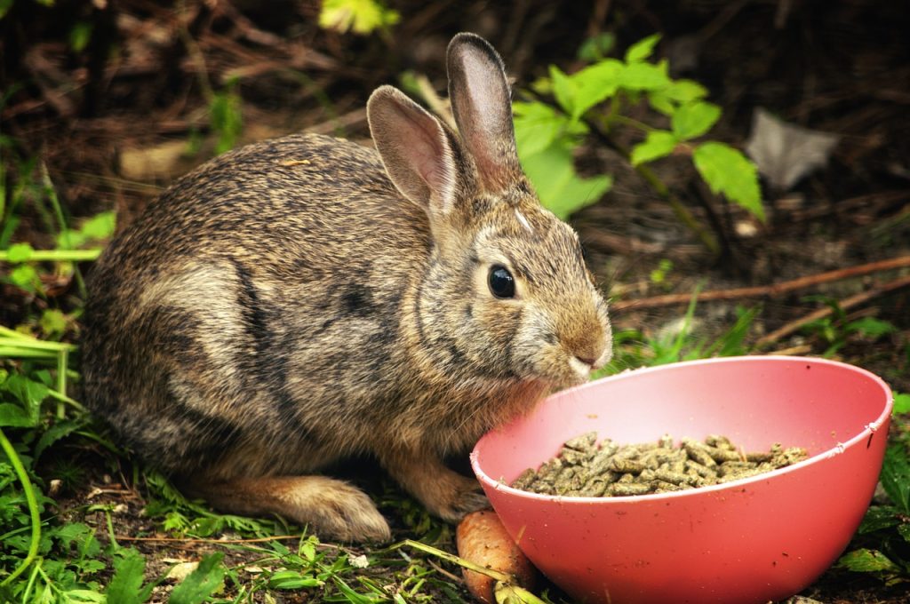 Confier les aliments de vos animaux à un spécialiste: tranquillité pour votre voyage de rêve